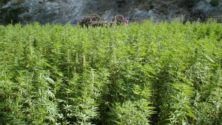 La légalisation du Cannabis approuvée par le gouvernement marocain