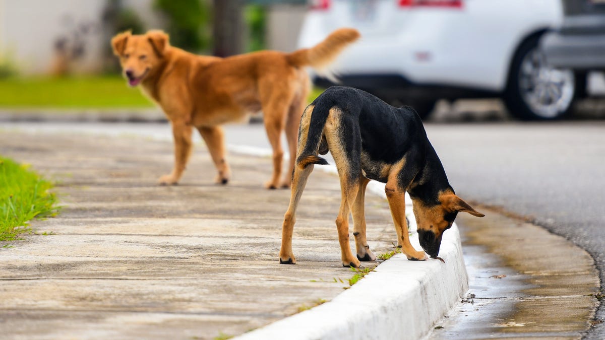 Casablanca construit une fourrière pour chiens et chats