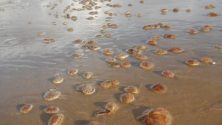 Photos : Faites attention, les méduses sont revenues sur les plages au Nord du Maroc