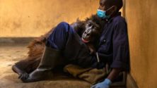 Ndakasi, gorille célèbre est morte dans les bras de son soigneur