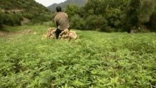 Nouvelle industrie au Maroc : usage médical et industriel du cannabis ?