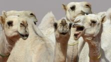 Arabie Saoudite : Des chameaux disqualifiés à cause d&rsquo;injections de botox 