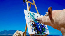 Pigcasso, le cochon peintre qui a la côte 