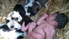 Une chienne protège un nourrisson abandonné comme l’un de ses chiots