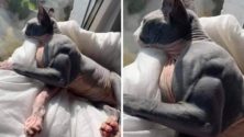 Atteint d’une rare maladie, ce chat est ultra-musclé