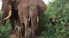 Kenya : Deux éléphants jumeaux sont nés, une première en 15 ans