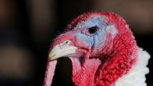 Turkey : Pour ne plus être confondue avec une dinde, la Turquie change de nom