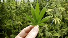 Selon une étude, le cannabis pourrait être un remède contre le Covid-19