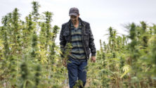 La légalisation du cannabis au Maroc a des conséquences sur la France