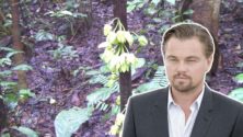 Au Cameroun , un arbre tropical s&rsquo;appelle Leonardo DiCaprio