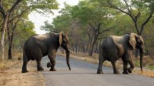 Zimbabwe : Une femme et son bébé piétinés par un éléphant