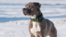 Un chien retrouvé sous la neige vivant , 4 mois après sa disparition