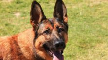 France : un homme condamné à un an de prison après avoir tué un chien