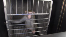 États-Unis : des singes de laboratoire s’évadent lors d’un accident