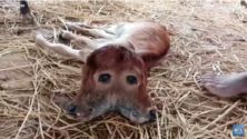 Inde : naissance d’un veau a deux têtes