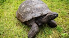 Cette tortue fête ses 190 ans cette année