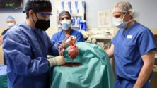 Après un cœur, des chirurgiens greffent des reins de cochon sur un humain