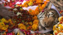 Inde : des funérailles majestueuses pour une tigresse