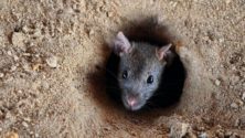 Meknès : expulsion de 4 lycéens car ils ont lâché un rat en classe