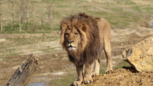 Bientôt un « Lion Park » à Agadir