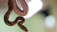 Malaisie : un serpent découvert en avion en plein vol