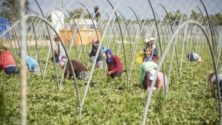 Espagne : Un gérant d’une ferme jugé pour abus sexuels sur 4 marocaines