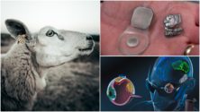 Des yeux bioniques ont été implantés à des moutons