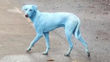 Inde : un quartier de Mumbai célèbre le retour d’un chien disparu
