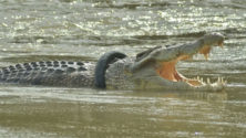 Un crocodile a passé six ans avec un pneu autour du cou