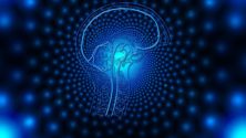 L’activité d’un cerveau en train de mourir enregistrée pour la première fois