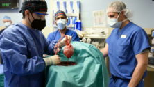Le premier patient greffé avec un cœur de porc est mort