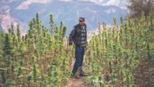 Trois provinces marocaines autorisées à cultiver et produire le cannabis