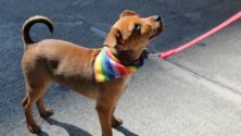États-Unis : Une famille abandonne son chien car elle pense qu’il est gay