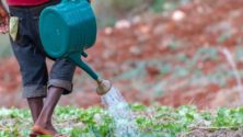 Le Maroc offre 1200 tonnes d’engrais à la Jamaïque