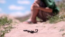 À Rhamna, une fillette meurt après avoir été piquée par un scorpion