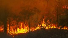 Vidéo : Des incendies détruisent des forêts près de Larache, Ouezzane et Tétouan