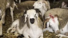 Le Maroc intensifie ses importations de bétail pour répondre à la demande de viande rouge