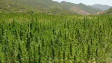 Cannabis légal au Maroc : 294 tonnes pour une première récolte historique