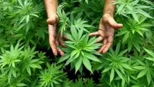Découvrez le label officiel du cannabis légal au Maroc !