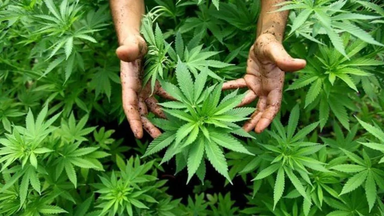 Découvrez le label officiel du cannabis légal au Maroc