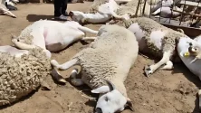 Aïd al-Adha : 70 moutons ont péri à Berrechid en 3 jours