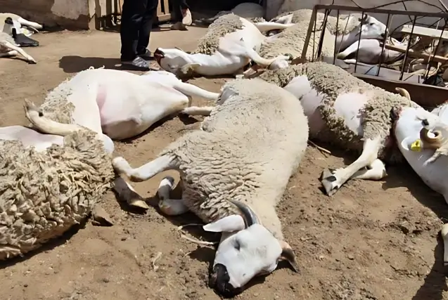 Aïd al-Adha : 70 moutons ont péri à Berrechid en 3 jours