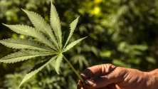Cannabis légal au Maroc : une ruée vers l&rsquo;or vert en Europe ?