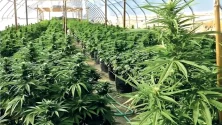 Cannabis légal au Maroc : La première récolte de la « Beldia » débutera dans quelques jours