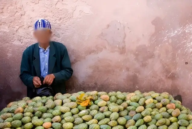 Figue de Barbarie : Le fruit populaire devient un luxe au Maroc ?