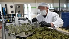 Cannabis légal au Maroc : Une nouvelle usine ouvre ses portes à Taounate